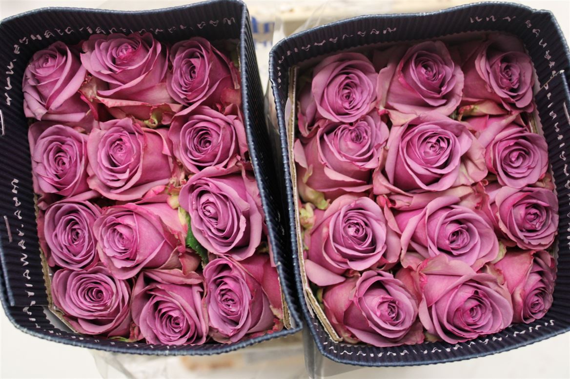 Rosa Gr Ec Cool Water 40 cm